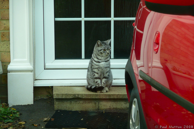 P1000088 Cat waiting on doorstep